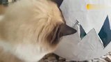 铲屎官把小伙伴，装进纸做的蛋壳里，猫咪立刻帮助破壳