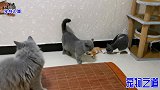新来的小橘猫主动招惹胖公猫，胖公猫立刻翻脸，直接用上了绝招