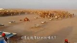 骆驼的驼峰里装的是水？老外切开驼峰查看，原来被骗了这么多年
