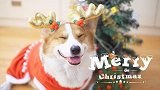 柯基吐槽男主没私房钱，圣诞礼物居然只能靠狗狗来送