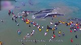 鲸鱼肚子里全是垃圾？海里已经垃圾成山！爱护环境吧！