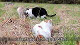 老奶奶和猫咪相互陪伴，跟着奶奶干农活卖菜，相处温馨