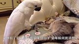 史上最刚的鸽子，宁愿飞蛾扑火也不屈服于人类，镜头记录搞笑全程
