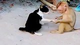 猴子打着看手相的借口啃猫爪，可把猫咪气坏了