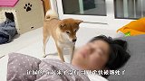 柴犬：铲屎的你起来了没？哥几个快被饿坏了