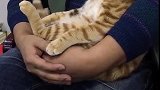 猫：这小日子不错，要是再给几个小鱼干就美了！