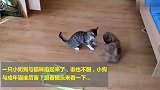 当猫咪遇上一只顽皮小奶狗，5秒过后，一场“恶战”立马展开！