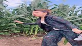 偷苞米让人家抓住了