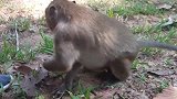 因为大猴子咬了它，猴宝宝那么伤心不高兴