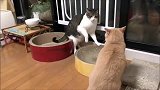 橘猫的怒火来得莫名其妙，狸花猫：惹不起我还躲不起嘛