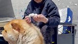 这是一只好大的肉松啊