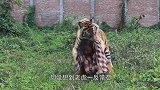 女子放生了一只老虎，没想到5年后再相遇，直接被猛虎扑倒在地！