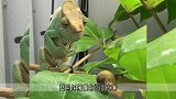 变色龙狙击蜗牛，表情猥琐墨迹半天，看完憋住不要笑！