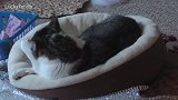 好萌的一只猫咪啊，看这懒洋洋的样子，可真是好玩呢！