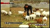 冉启平：回乡养山羊 收入很不错