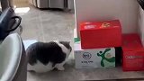 小猫热衷于咬纸箱被卡牙，常在河边走哪有不湿鞋