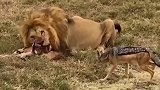 雄狮一个眼神就把胡狼吓尿了
