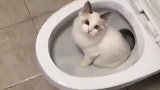 小猫在卫生间玩，看到它这个样子，这猫还能抱吗