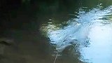 钓鱼大佬玩水面系钓鱼惊呆网友