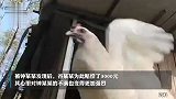 奇葩！湖南一男子用手电筒吓死养鸡场1100多只鸡，法院判了