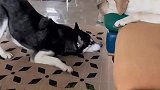 二哈在拉布拉多面前犯贱，随后得意洋洋