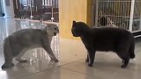 猫咪打架名场面，谁的战斗力更强？