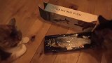 沉迷于会动的玩具鱼而无法自拔的猫咪们