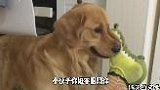 这狗子还是个演技派阿，都会玩栽赃陷害了