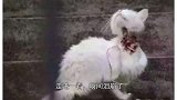 女子路遇一只怪异的流浪猫，将其送到医院检查时医生竟破口大骂！
