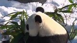 四川熊猫初次见到沈阳大雪懵圈了