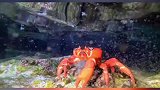 蹦迪的螃蟹，热情又勇敢的圣诞岛红蟹