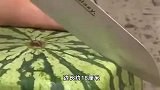 神奇！日本开售方形西瓜：不能吃只能看，观赏期约一年