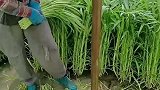 大姐在地里噶草呢