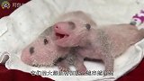 国宝熊猫，梅伦和梅欢的100天