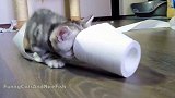 玩卷纸的小猫咪，这呆萌的样子，真是可爱呢！