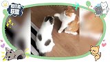 猫咪打架散发出“大佬”般的气势：无影拳已经备好！
