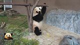 熊猫樱浜摆个美美的pose，用心卖萌，可爱的不得了