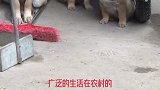 中华田园犬是燃烧颜值长大的吗
