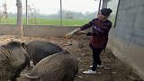 农村人圈养的大野猪，一口就能干掉一个南瓜，太凶猛了！