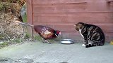 野鸡抢猫咪的食物，猫咪竟等野鸡吃够了自己再吃，好怂