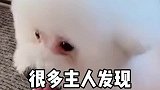 养宠物发现狗狗猫咪身上有跳蚤虱子蜱虫怎么办，方法它来喽！