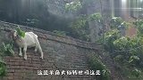 大家快来看，墙上居然长了一只羊，简直太神奇了