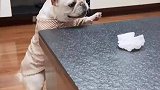 狗狗为了够到桌子上的纸巾，无意点亮新技能！