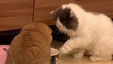 给大家分享卑微小猫的日常！