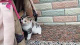 小奶猫摔一跤瞬间就听话了，屁颠屁颠的跟着妈妈走。