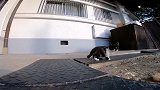 发现一只贼会玩的小猫咪,不知道是不是流浪猫,好想把它抱回家