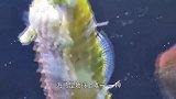 雄海马怎么生孩子？挺着大肚子疯狂抽搐，小海马就被“射出”！