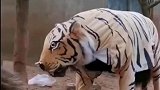 这是一只老虎