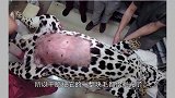 母豹醒来看见自己肚皮没了豹纹，满脸委屈生无可恋