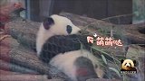 熊猫宝宝梦圆努力练习啃竹子，超萌小模样可爱到极点